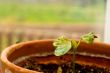 Cotton Plant