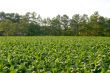 Tobacco Field