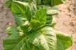 Tobacco Plant