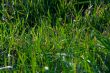 green grass