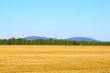 Russian rye field