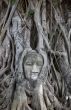 Buddha statue with roots surround, Thailand