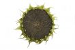 Sunflower isolated