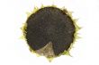 Sunflower isolated