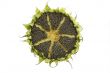 Sun on sunflower isolated