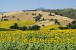 Marche - Landscape at summer