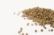 Coriander