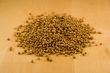 Coriander