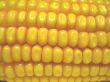 Corn on the cobb background.