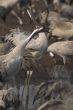 Migrate of birds