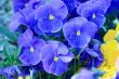 Blue pansies