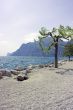 Tree on rocky beach