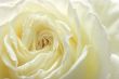 White rose close-up