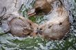 otters