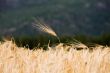 wheat ear