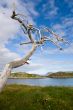 dry tree