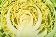 cabbage