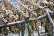 dry fish