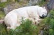 white polar bear