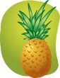 Pineapple fruit illustration