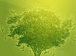Tree with falling leaves, illustration