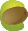 Kiwi fruit illustration