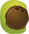 Coconut illustration