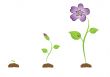 The isolated sprout with a violet.