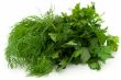 Fresh green dill and parsley
