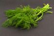 Fresh green dill