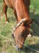 Young horse