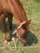 Young horse