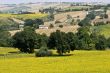 Marche - Landscape with sunflowers