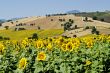 Marche - Landscape at summer