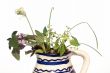 Fresh herbs in vase
