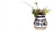 Fresh herbs in vase