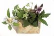 Fresh herbs in basket