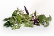 Fresh herbs on white