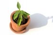 Thai basil