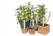 Potted herbs