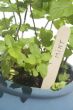 Potted mint