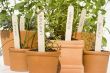 Potted herbs