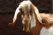 Lop-eared goat