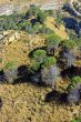 Pines of Aspromonte