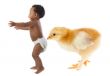 Baby running scared by a huge chicken