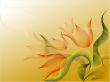 Background with tulips