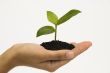 Hand holding seedling