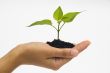 Hand holding seedling