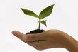 Hand holding seedling