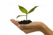 Hand holding seedling